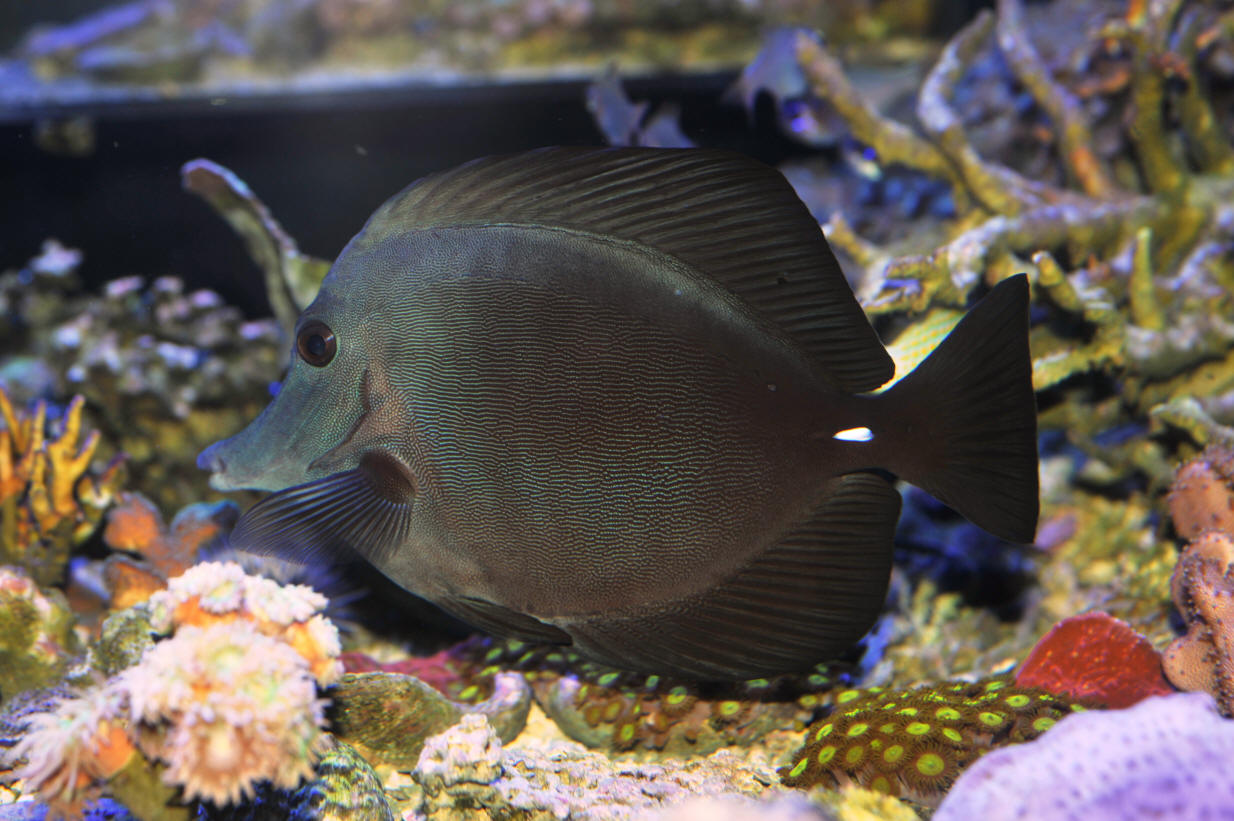 PoP Rarities Black Longnose Tang (Zebrasoma rostratum)